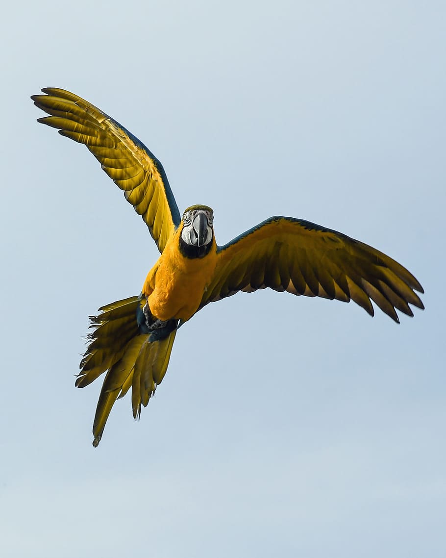 yellow, black, macaw, flying, blue, sky, daytime, parrot, blue macaw, fly