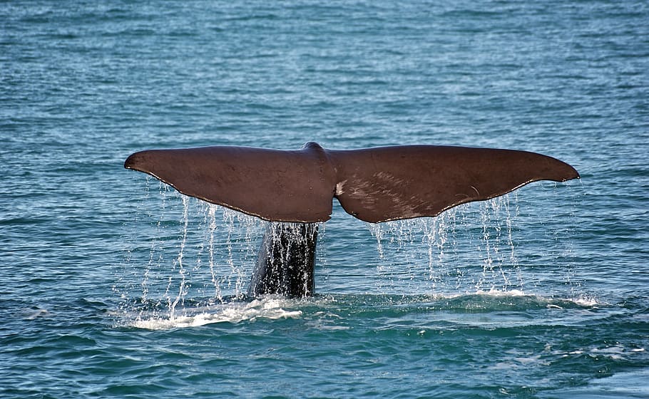 whale, ocean, water, tail, animal, big, sea, headstand, marine, life