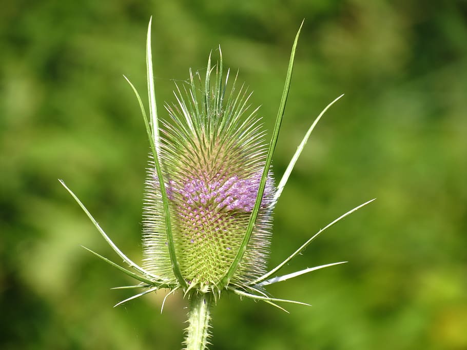wild teasel, flowers, plant, dipsacus fullonum, grassland plants, flower, beauty in nature, flowering plant, focus on foreground, thistle