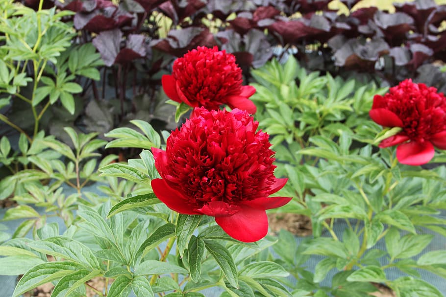 nature, flower, garden, plant, summer, peony, red flower, red, spring, closeup