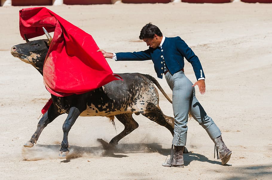 man, standing, bull, bolsin, bullfight, arena, toreador, feria, beaucaire, animal
