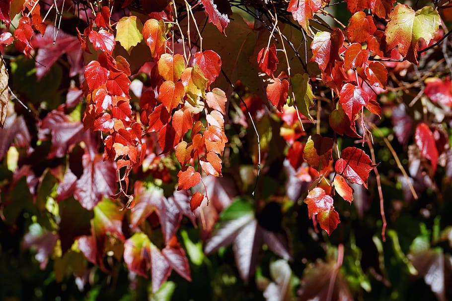 vid, pareja de vinos, hojas, otoño, hoja, rojo, follaje de otoño, emerger, colores de otoño, color