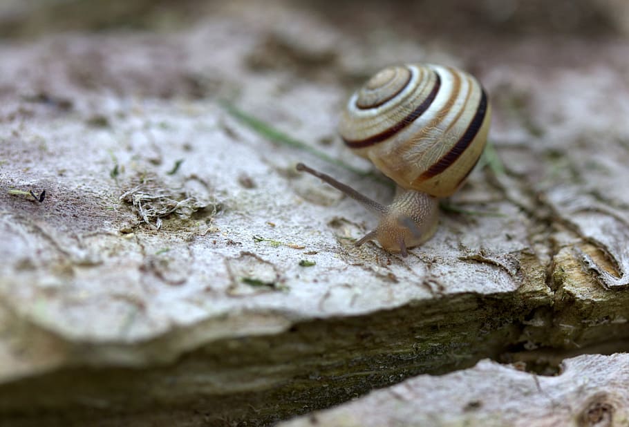 snail, shell, horns, my saturday, mollusk, animal wildlife, animal themes, animal, invertebrate, one animal
