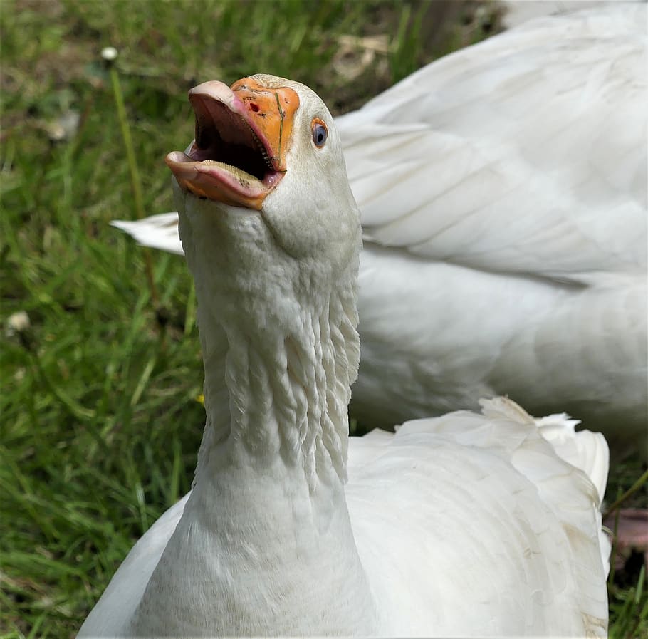 goose, male, poultry, animal, bird, aggressive, plumage, bill, animal themes, animals in the wild