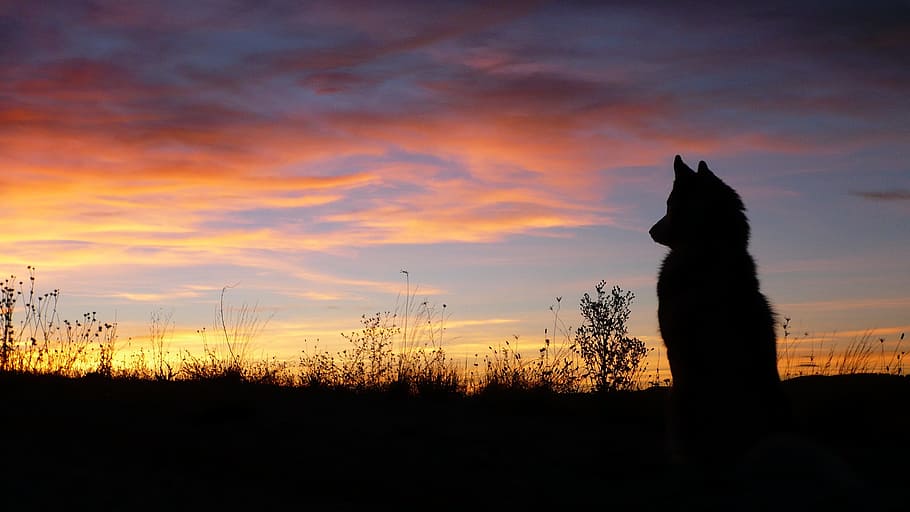 silhouette, dog, sits, grass field, golden, hour, sunset, wolf, profile dog, animal