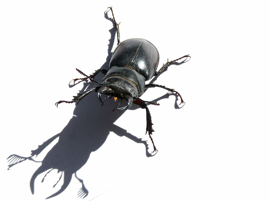 beetle, lucanus cervus, stag-beetle, escanyapolls, shadow, threat, coleoptera, invertebrate, white background, insect