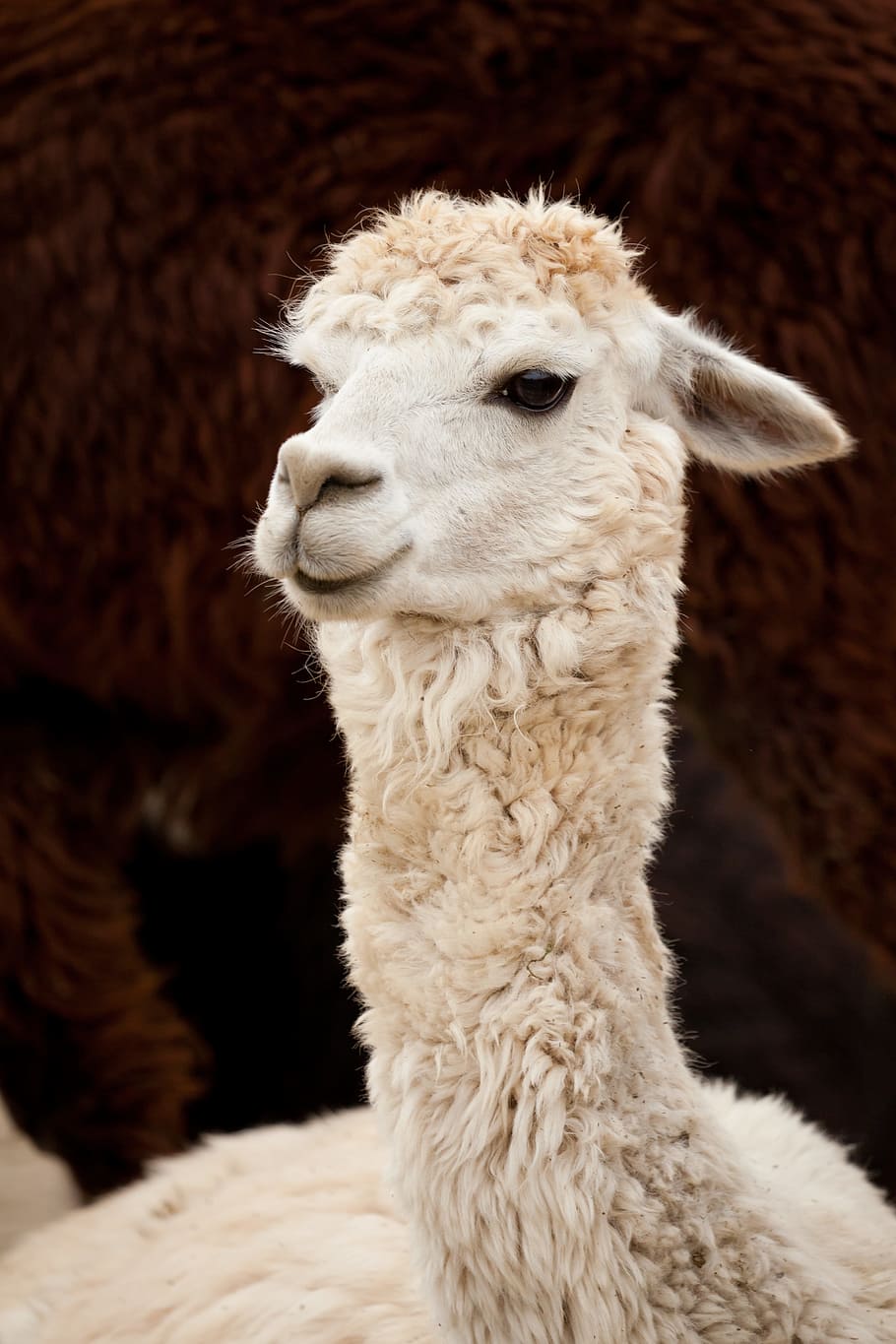white llama, Alpaca, Animal, Single, Brown, White, curly, face, fluffy, cute