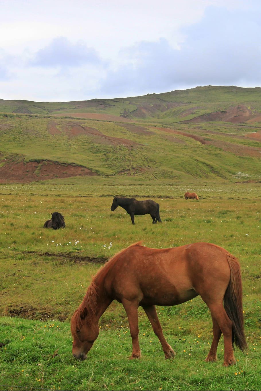 horses, hills, iceland, icelandic horses, horse, nature, animal, pasture, landscape, grass