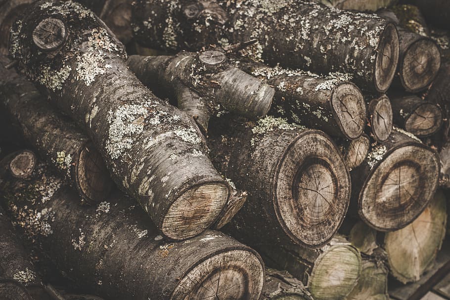 log, trunk, wood, forest, trees, brown, large group of objects, stack, abundance, close-up