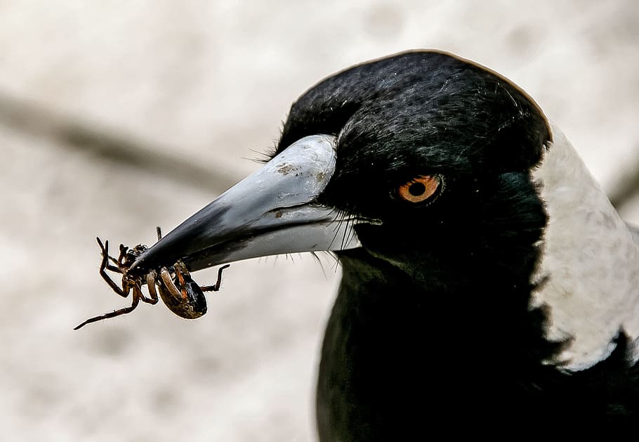 closeup, black, white, bird, biting, brown, spider, magpie, australian magpie, hungry