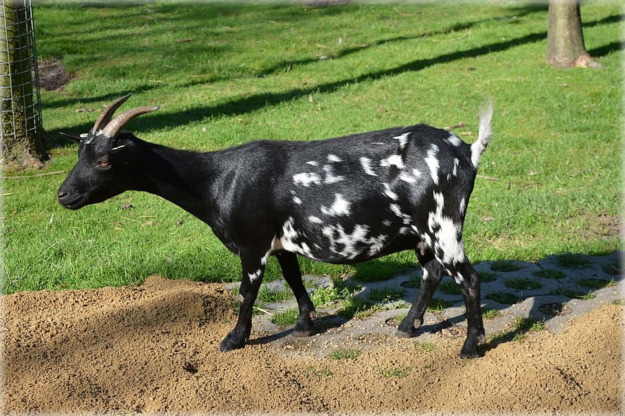 Goat, Livestock, Farm, Zoology, Species, environment, nature, pet, animal, domestic