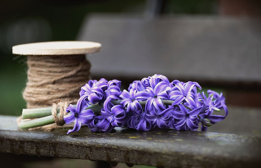 hyacinth, blossom, bloom, spring, garden plant, plant, blue, garden, cord, bound