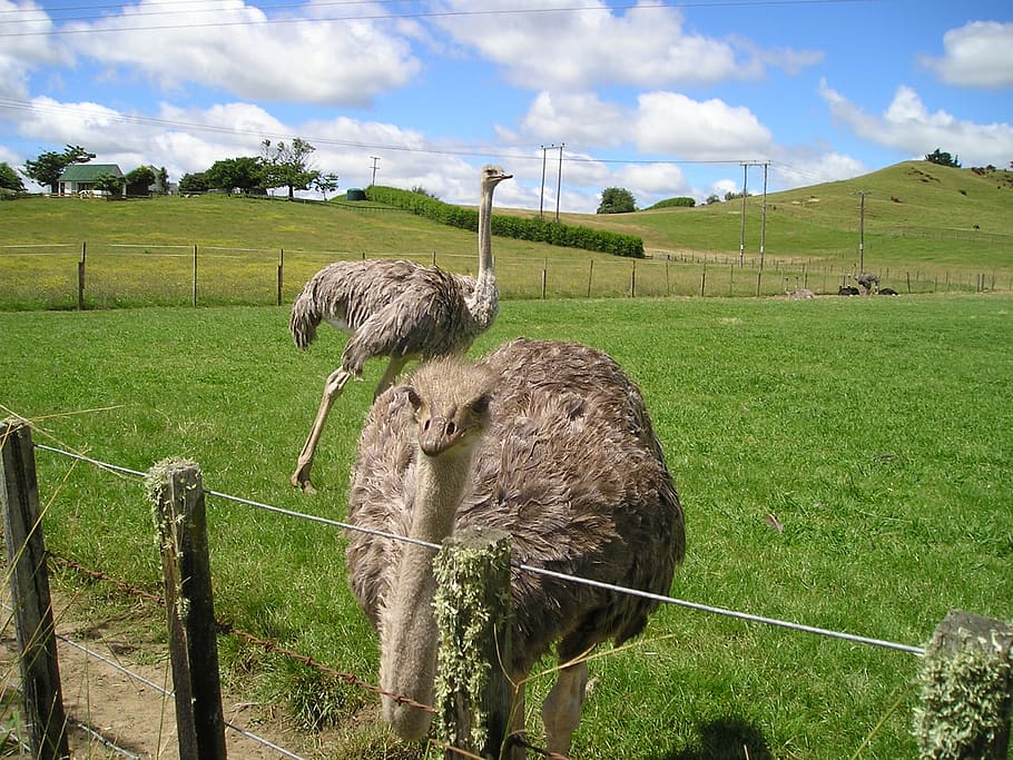 Nueva Zelanda, ramo, granja de avestruces, aves, animales, naturaleza, Temas de animales, cerca, barrera, tierra
