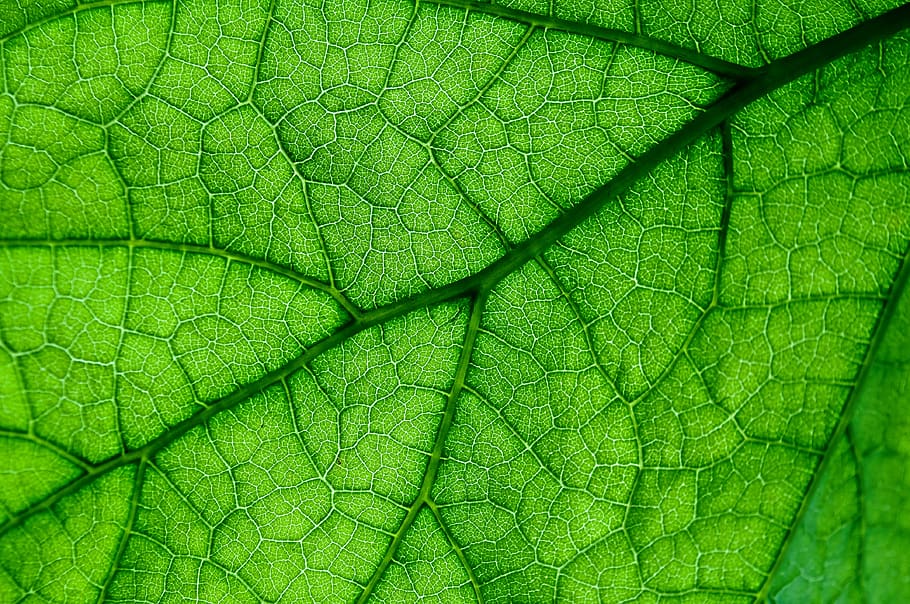 Листьев жив. Green Leaf volatiles. Жилы листа. Green Leaf Studio.