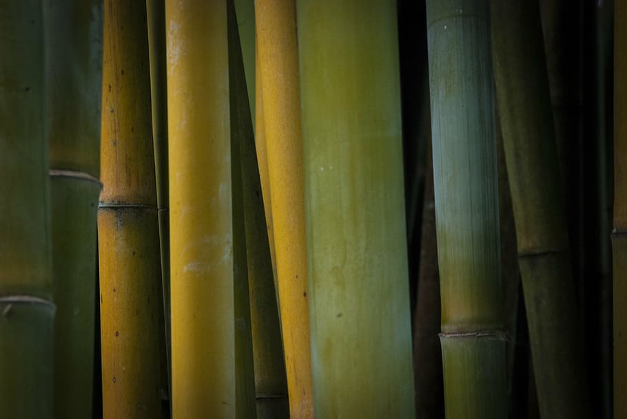 pohon bambu hijau, bambu, alam, tanaman, bingkai penuh, latar belakang, tidak ada orang, rumpun bambu, hari, bambu - tanaman