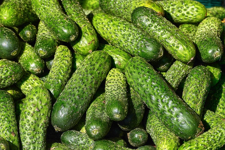 cucumbers, kukumer, garden cucumber, choose, cucumis, guckummer, gummer, umurken, guggummere, sales stand