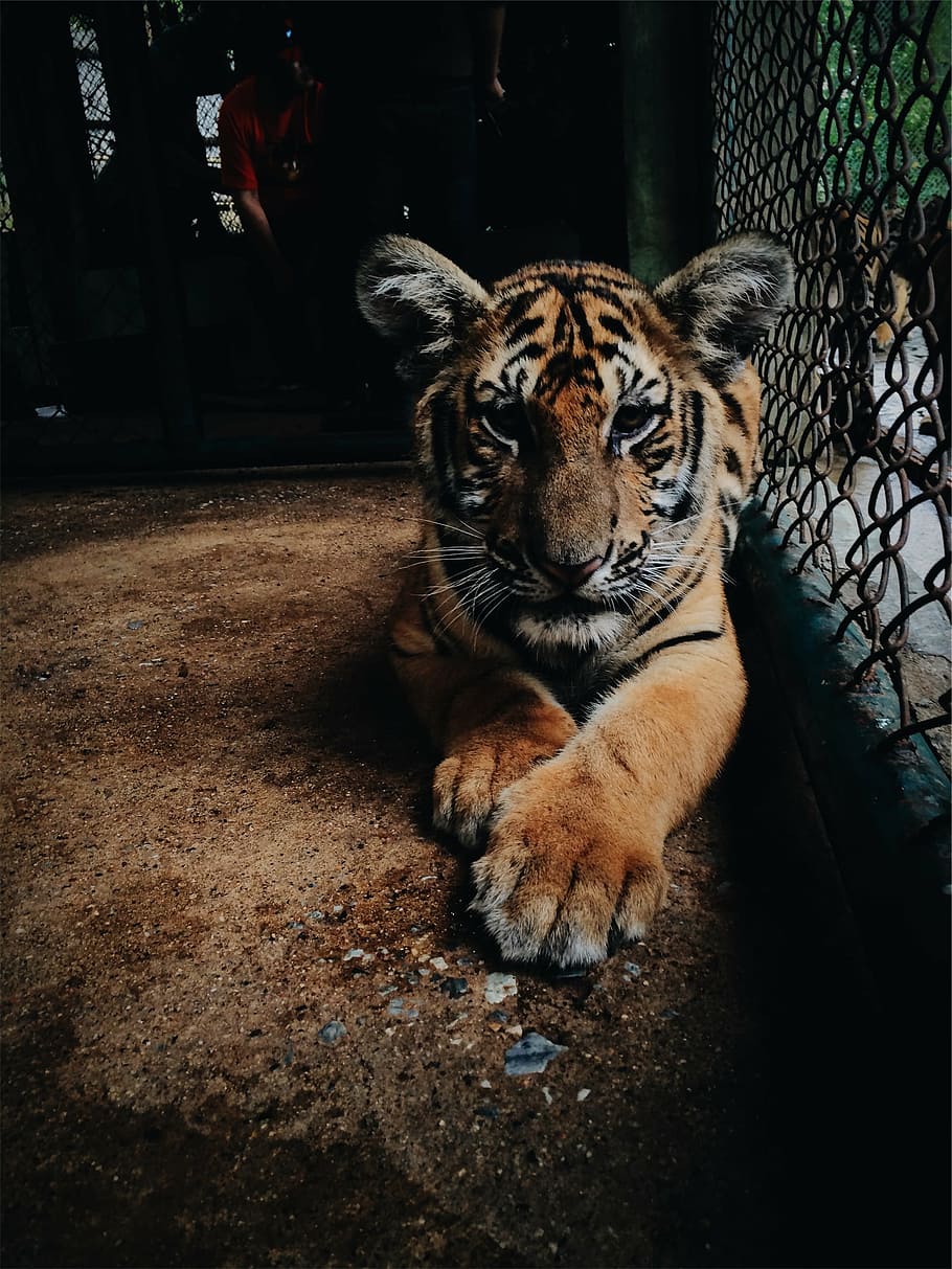 tigre na gaiola, bengala, tigre, interior, gaiola, jardim zoológico, um animal, animais selvagens, listrado, temas de animais