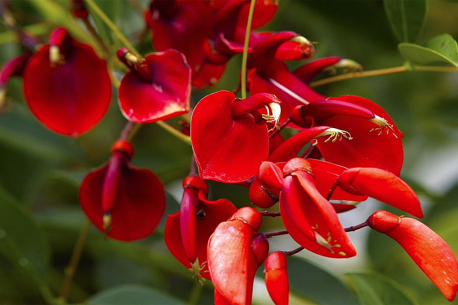 flores rojas, flor, exótico, brasil, selva, rojo, tropical, planta, primer  plano, crecimiento | Pxfuel