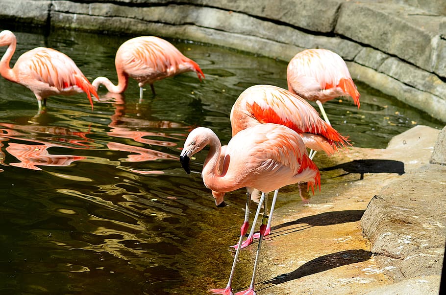 burung, hewan, alam, kebun binatang, air, flamingo, tema hewan, bertulang belakang, kelompok hewan, hewan di alam liar