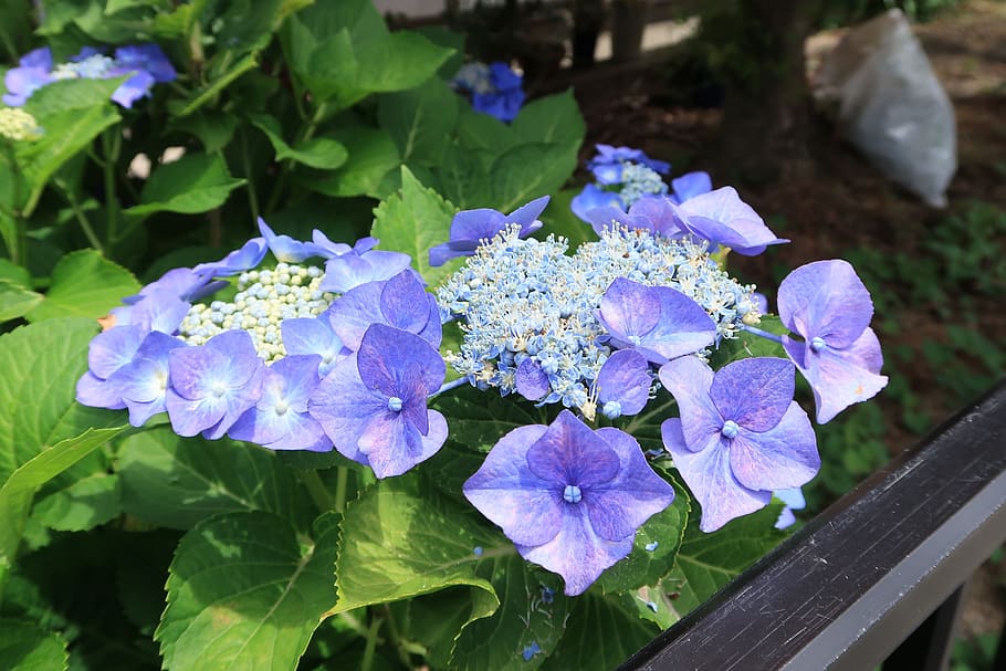 hortensia, azul-violeta, verano, natural, al aire libre, flores, temporada  de lluvias, planta floreciendo, flor, púrpura | Pxfuel