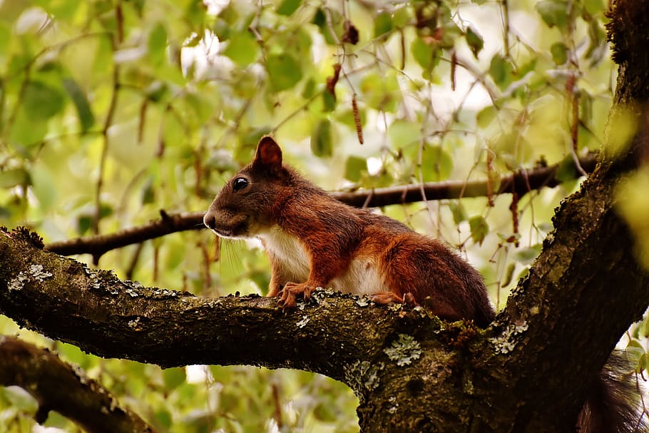 red, tree, daytime, Squirrel, Nager, Cute, Nature, Rodent, animal, fur