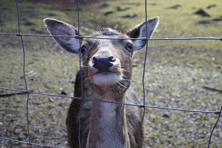 Caught, Captivity, Enclosure, Fenced, imprisoned, roe deer, back light, deer park, wild, one animal