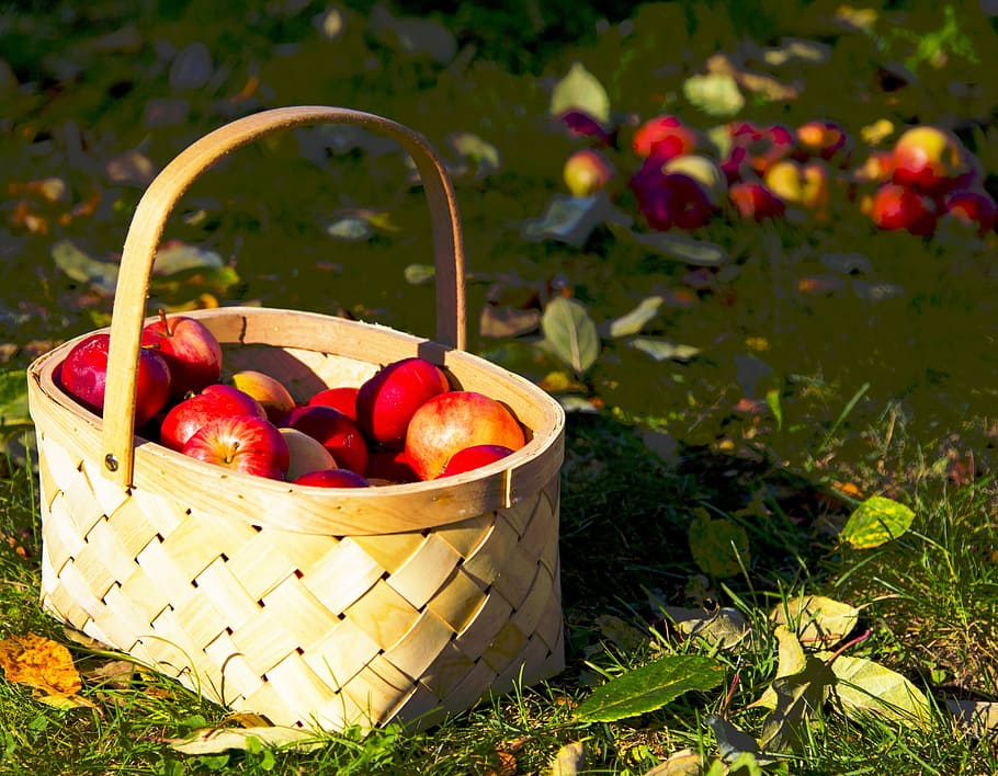 Apples, Cart, Autumn, basket, outdoors, harvesting, freshness, healthy eating, fruit, container