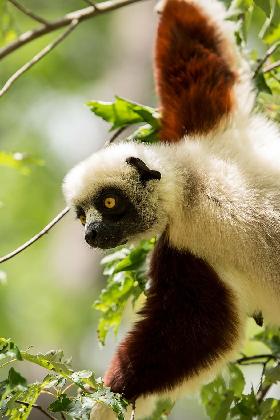 lemur, sifaka coquerel, sifaka, madagaskar, propitheus, duke lemur center, durham, north carolina, primata, margasatwa