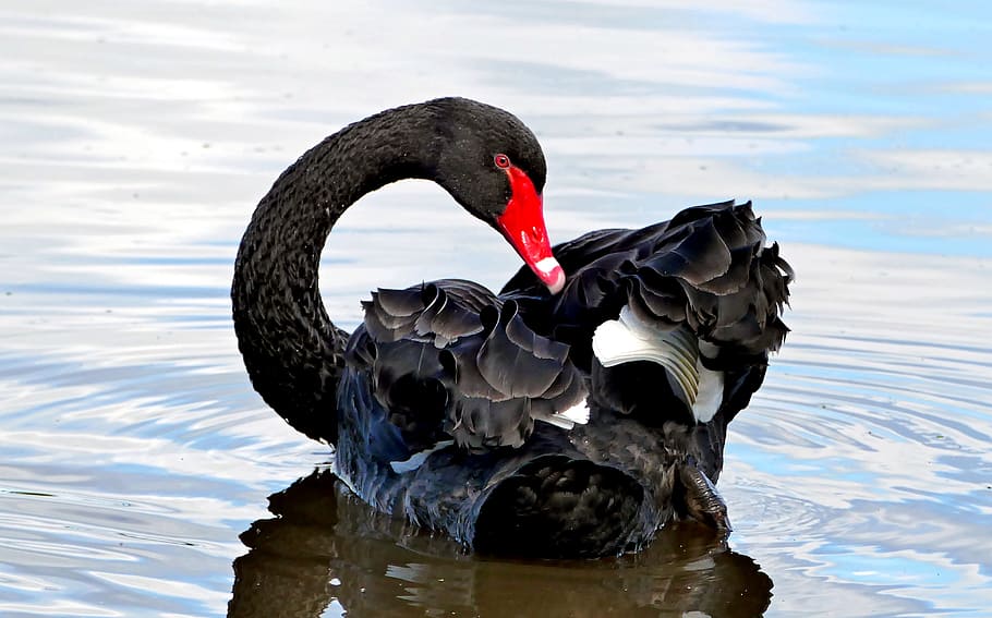 O cisne negro, Cygnus atratus, cisne negro, temas animais, animal, animais selvagens, água, animais em estado selvagem, um animal, vertebrado