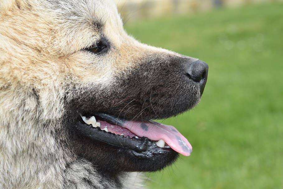 cachorro, cão eurasier, raça nórdica do cão, perfil de cão retrato, focinho preto, língua rosa e azul, presa branca, primitivo de corrida, cão olaf azul, eurasier