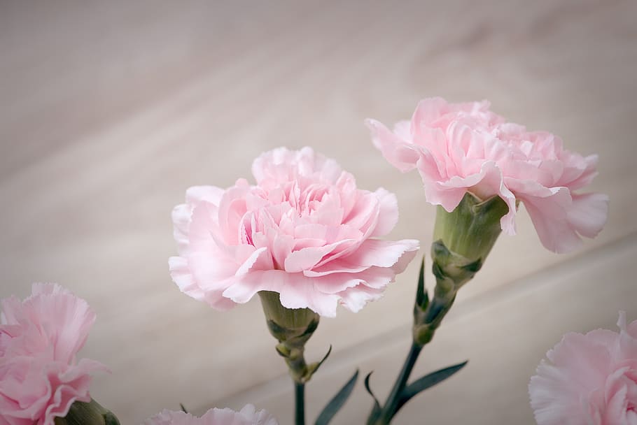 two pink carnations, cloves, pink, carnation pink, flowers, pink flowers, filled blossoms, cut flowers, floristry, petals