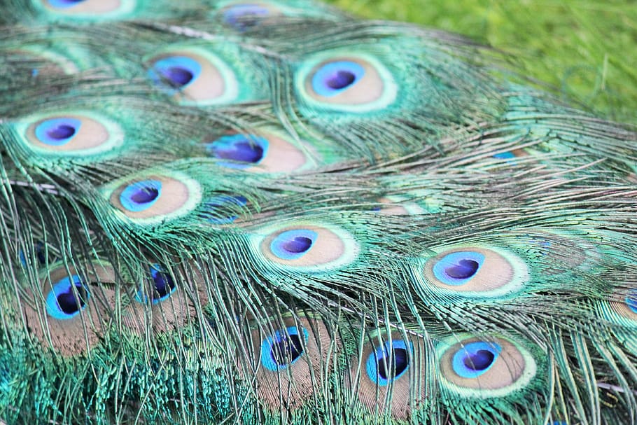 peacock, ave, feathers, turkey, royal, colorful, fauna, beautiful, blue, animal