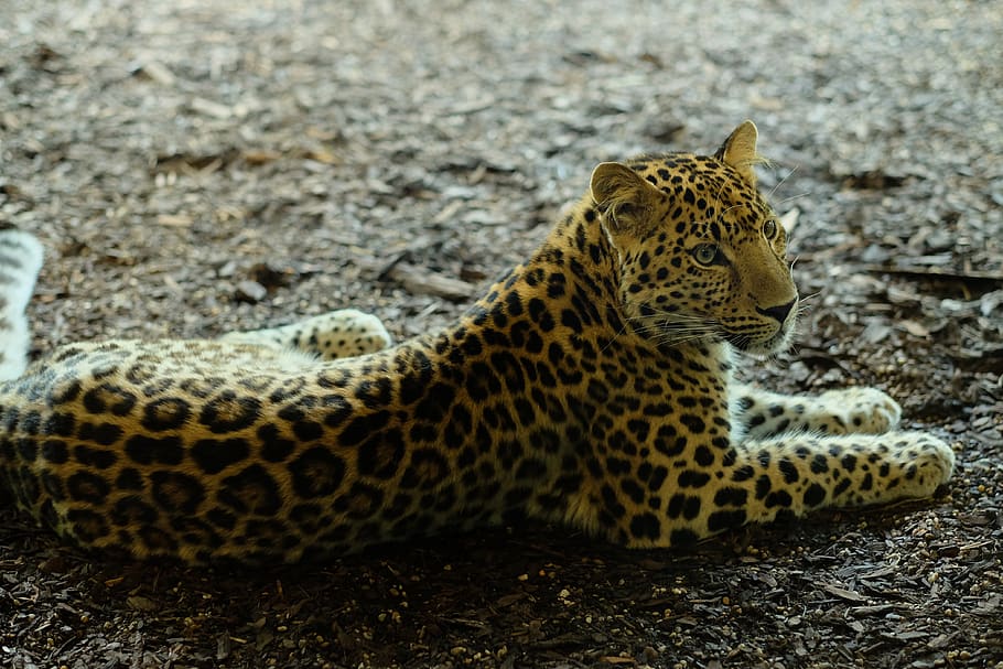 animal, guepardo, jaguar, leopardo, pantera, felino, vida silvestre, zoológico, puma, naturaleza