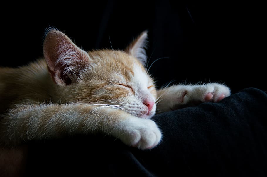 oranye, kucing betina, kucing, sedang tidur, hitam, tekstil, nyaman, tidur, selamat malam, lelah