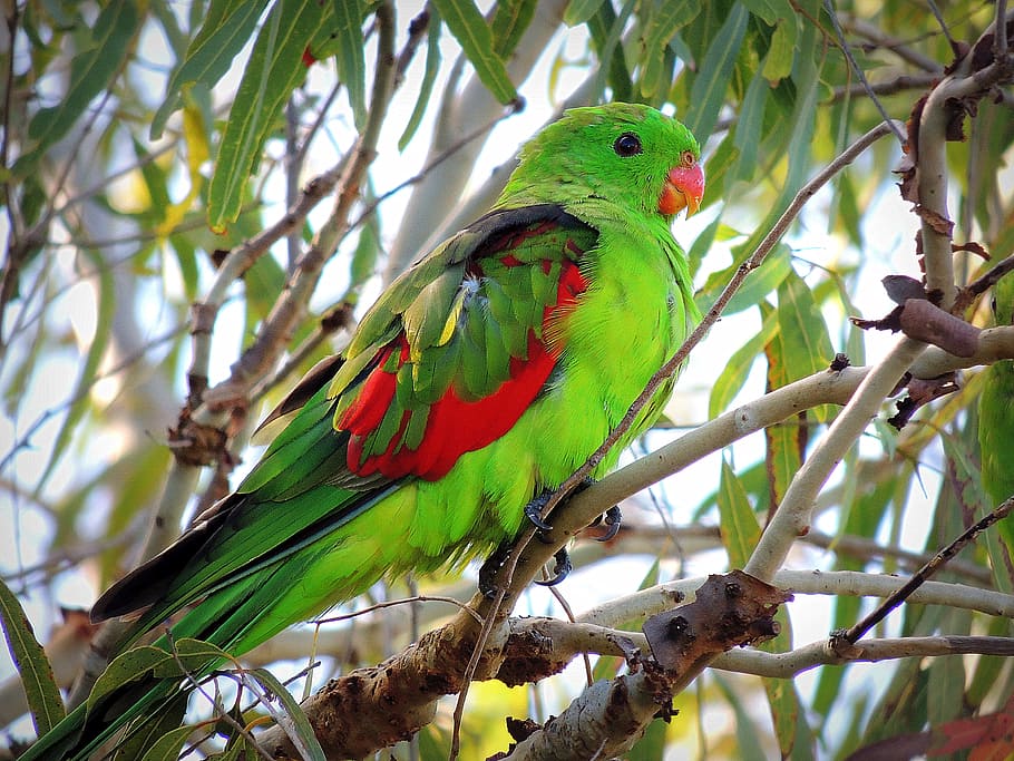 Loro, australiano, nativo, verde, rojo, naturaleza, árbol, brillante, rama, color verde