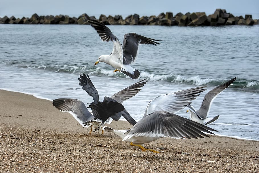 animal, sea, beach, wave, sea gull, seagull, seabird, wild animal, natural, flight