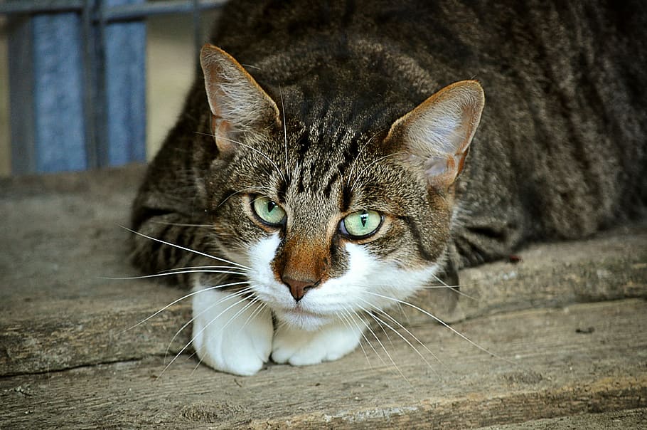 brown, white, cat, wooden, plank, cat's eyes, animal shelter, mieze, domestic cat, animal welfare