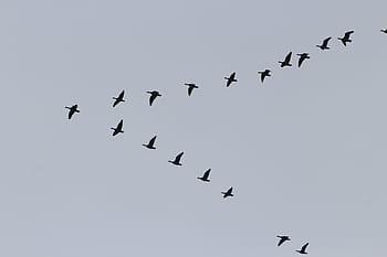 bird, flying, air, forming, v, geese, migratory birds, swarm, formation, wild geese