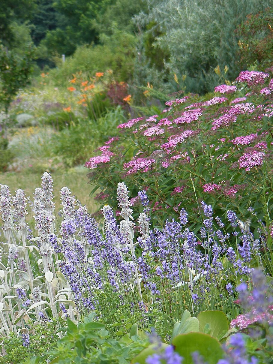 lavanda, oreja de conejo, flores de verano, naturaleza, flor, púrpura, planta, verano, al aire libre, planta floreciendo