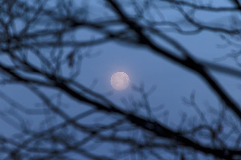 bulan, pohon, cabang, cahaya, langit, alam, di luar ruangan, bulan purnama, sinar bulan, hutan
