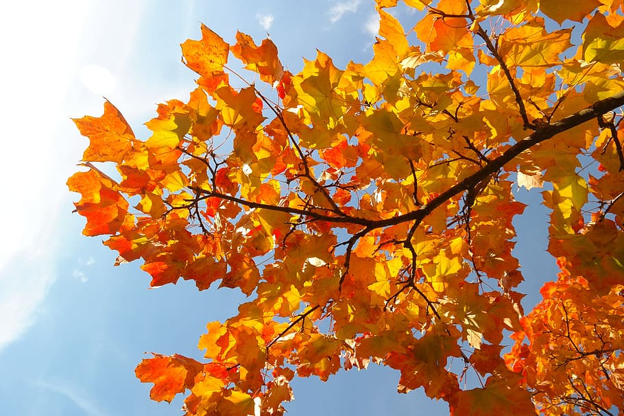 leaves, autumn, fall color, branch, maple, acer platanoides, yellow, orange, red, fall foliage