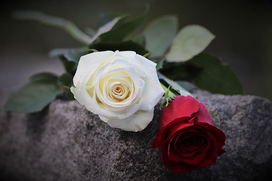 mawar merah dan putih, marmer abu-abu, simbol cinta dan kemurnian, suasana hati, nisan, alam, luar ruangan, bunga, mawar, bunga mawar