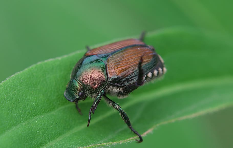 kumbang jepang, kumbang, serangga, elytra, invertebrata, bagian tumbuhan, satu binatang, daun, warna hijau, tema hewan