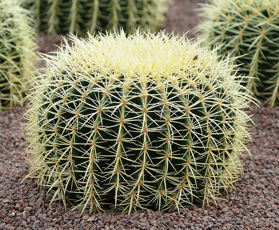 cactus, large, prickly, pointed, desert, succulent Plant, nature, thorn, plant, growth
