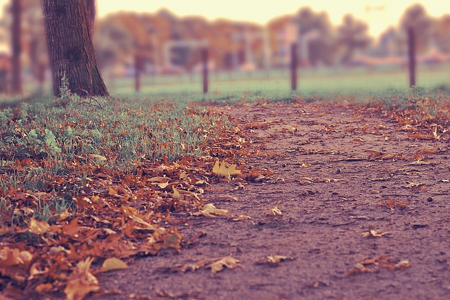 trees, fall, leaves, path, soil, dirt, grass, tree trunk, outdoors, tree