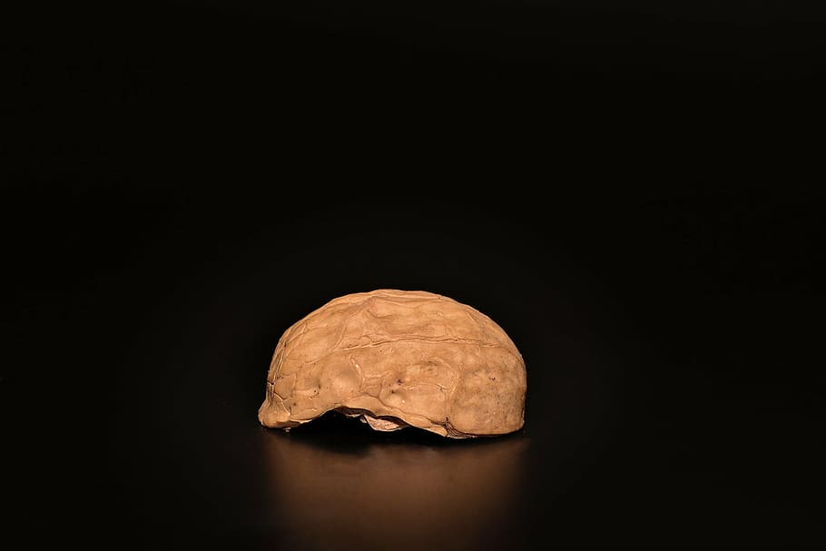 nut, walnut, cut in half, half walnut, open, empty, close, studio shot, black background, indoors