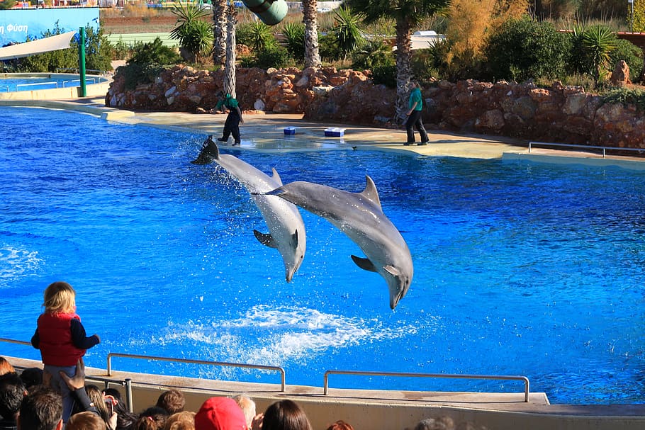 Zoológico, animales, delfines, piscina, delfinario, proyección, mar, animal, agua, delfín