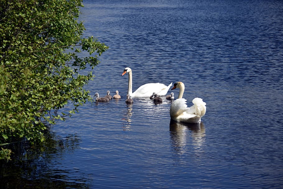lake, swan, swans, water, white swan, baby swans, waterfowl, swim, swan pair, family