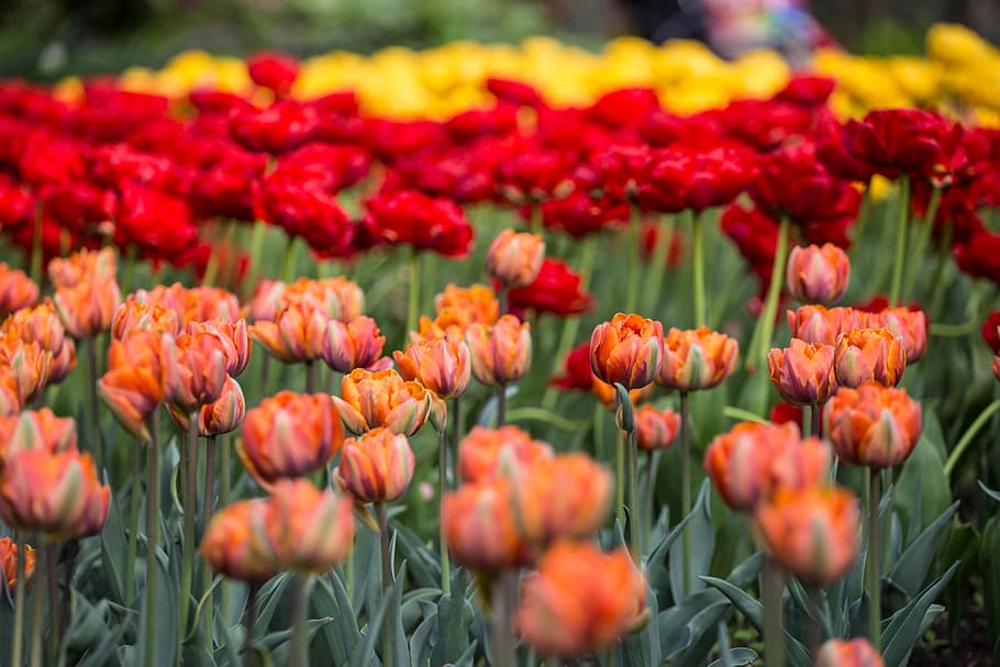 цветы, тюльпаны, фестиваль, санкт-петербург, россия, красота, желтый, весна, двойной тюльпан, красиво