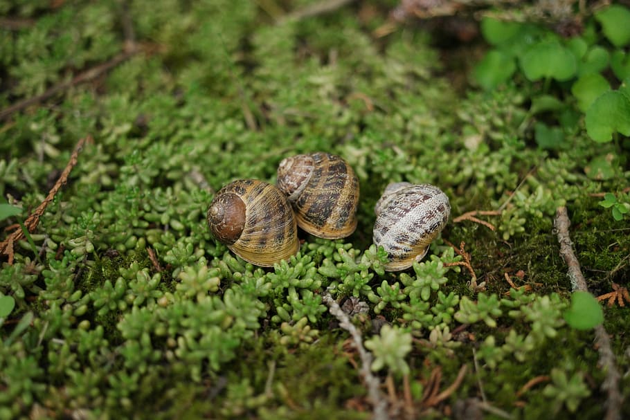 snail, mollusk, cornu aspersum, snail shell, wirbellos, animal, garden snail, land snail, reptile, shell